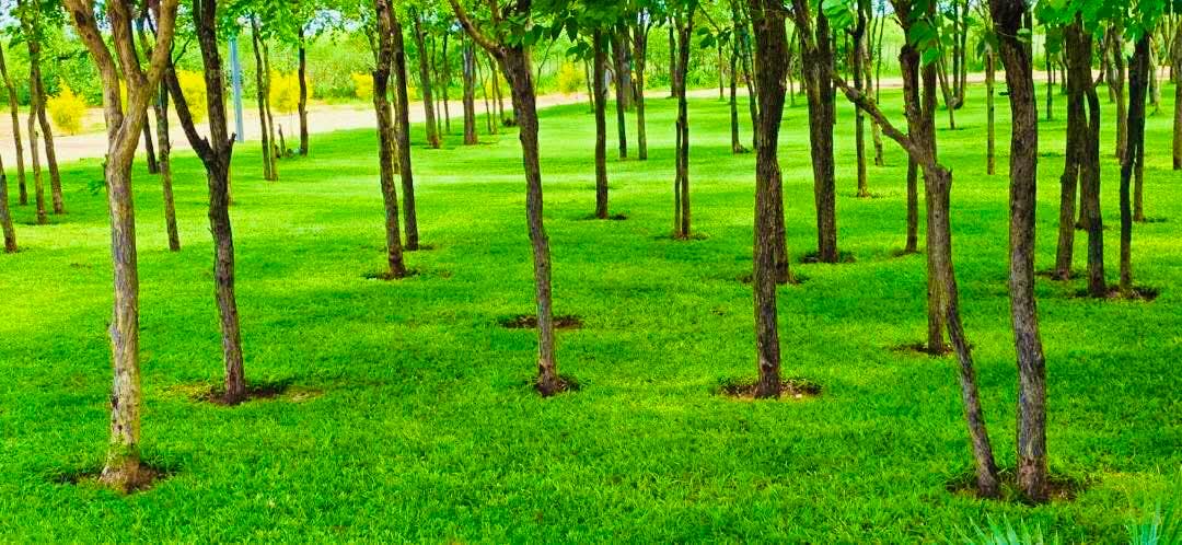 Lawn and trees for tents and camping